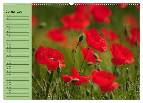 Produktbild: Mohnblumen Tr&auml;ume (hochwertiger Premium Wandkalender 2026 DIN A2 quer), Kunstdruck in Hochglanz