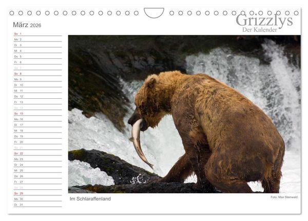 Produktbild: Grizzlys - Der Kalender (Wandkalender 2026 DIN A4 quer), CALVENDO Monatskalender