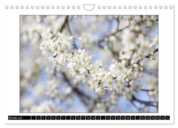 Produktbild: Charmantes fleurs blanches (Calendrier mural 2026 DIN A4 vertical), CALVENDO calendrier mensuel