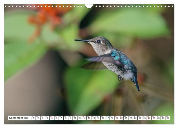 Produktbild: Birds of Cuba Island (Wall Calendar 2026 DIN A3 landscape), CALVENDO 12 Month Wall Calendar