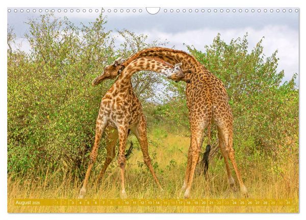 Produktbild: Giraffen: Die afrikanischen Riesen mit Weitblick (Wandkalender 2026 DIN A3 quer), CALVENDO Monatskalender