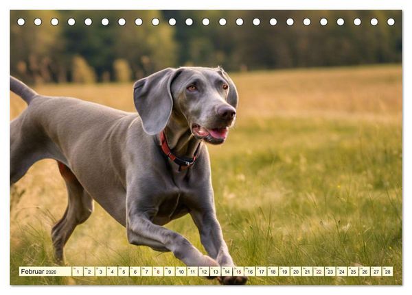 Produktbild: Weimaraner - der ideale Jagdbegleiter (Tischkalender 2026 DIN A5 quer), CALVENDO Monatskalender
