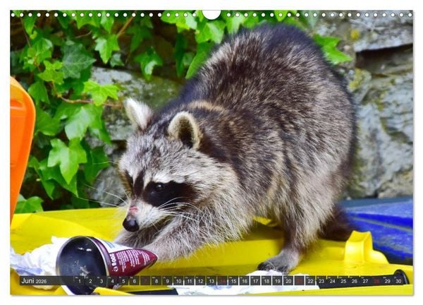 Produktbild: Besuch vom Waschb&auml;r (Wandkalender 2026 DIN A3 quer), CALVENDO Monatskalender