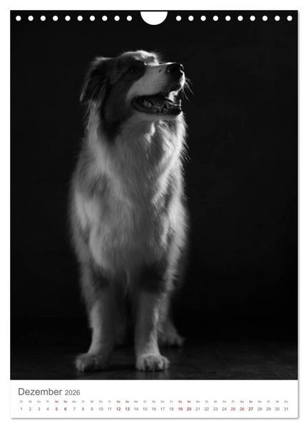 Produktbild: Fine Art Hundeportraits (Wandkalender 2026 DIN A4 hoch), CALVENDO Monatskalender