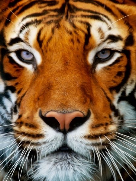 Produktbild: CALVENDO Puzzle Tiger Portrait | 1000 Teile Lege-Gr&ouml;&szlig;e 64x48cm Foto-Puzzle f&uuml;r gl&uuml;ckliche Stunden
