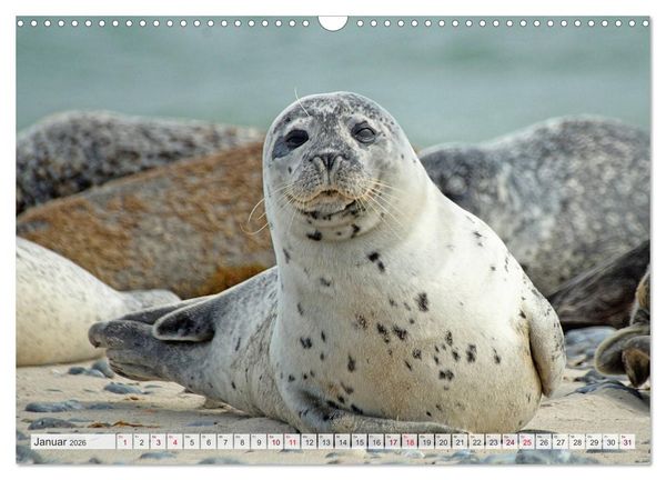 Produktbild: Guck mal ... Robben im Wattenmeer (Wandkalender 2026 DIN A3 quer), CALVENDO Monatskalender