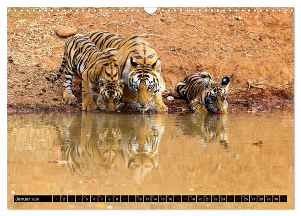 Produktbild: Indien - Im Reich des Tigers (Wandkalender 2026 DIN A3 quer), CALVENDO Monatskalender