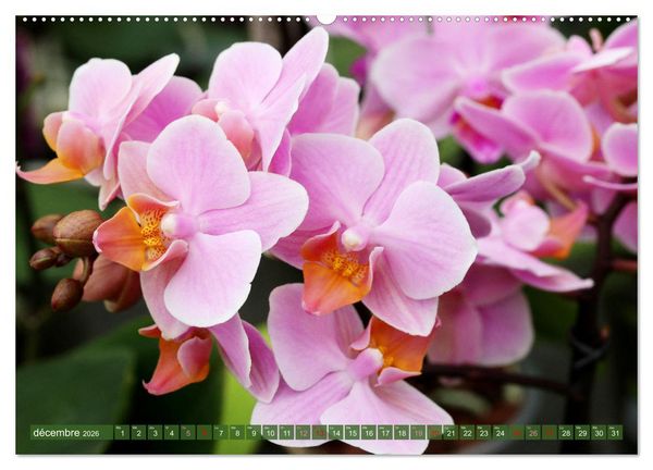 Produktbild: Orchid&eacute;es merveilleuses (Calendrier mural 2026 DIN A2 vertical), CALVENDO calendrier mensuel