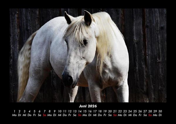Produktbild: Tierkalender 2026 Fotokalender DIN A3