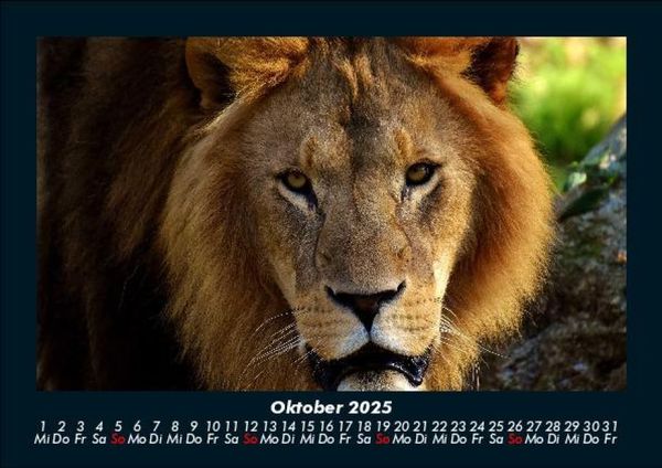 Produktbild: L&ouml;wen in der Wildnis 2025 Fotokalender DIN A5