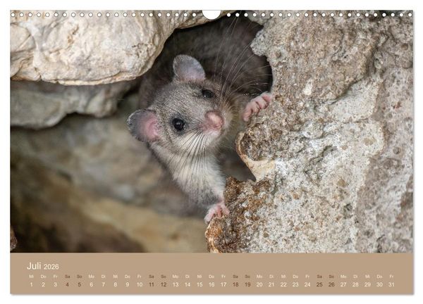 Produktbild: Jenseits der Z&auml;une (Wandkalender 2026 DIN A3 quer), CALVENDO Monatskalender