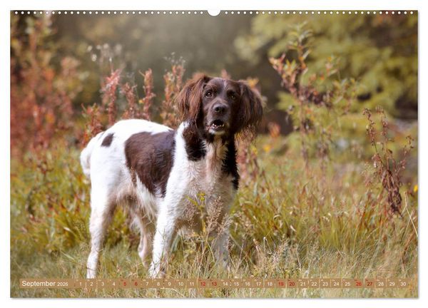Produktbild: Passion Jagdhund - Kleiner M&uuml;nsterl&auml;nder (Wandkalender 2026 DIN A2 quer), CALVENDO Monatskalender
