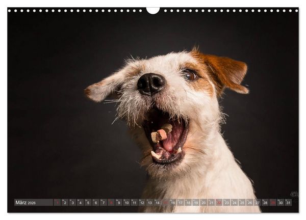 Produktbild: Fang das Leckerlie (Wandkalender 2026 DIN A3 quer), CALVENDO Monatskalender