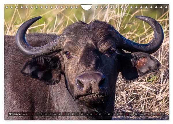 Produktbild: blick kontakt mit tieren im &ouml;stlichen und s&uuml;dlichen afrika (Wandkalender 2026 DIN A4 quer), CALVENDO Monatskalender