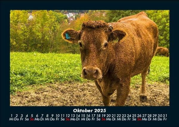 Produktbild: Welt der Tiere 2025 Fotokalender DIN A5