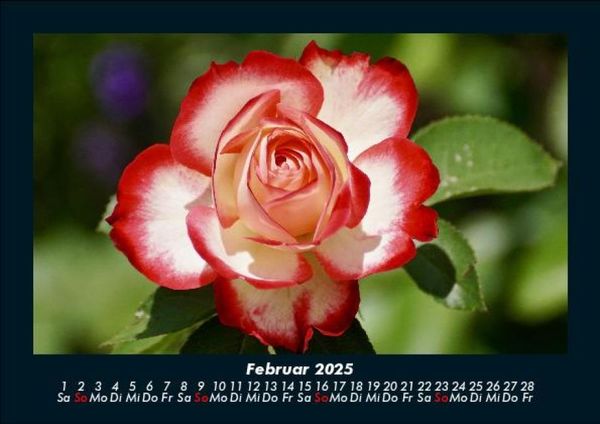 Produktbild: Blumentr&auml;ume 2025 Fotokalender DIN A5