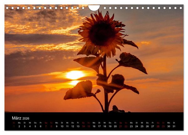 Produktbild: Blumen der Sonne (Wandkalender 2026 DIN A4 quer), CALVENDO Monatskalender
