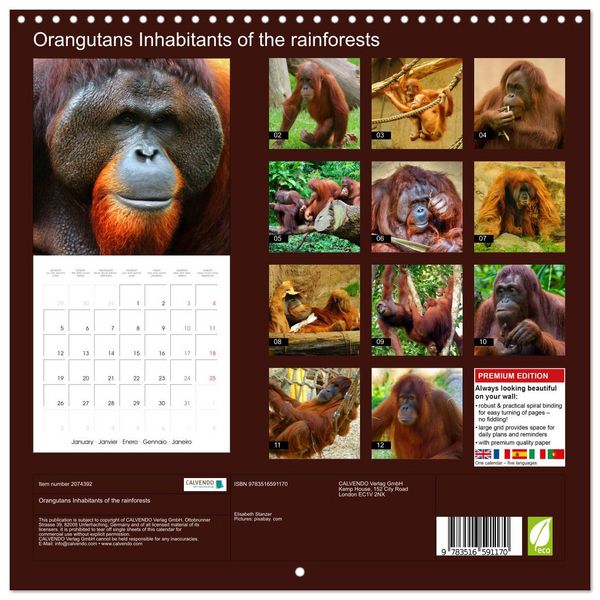 Produktbild: Orangutans Inhabitants of the rainforests (Wall Calendar 2026 12 &times; 12 Inch) CALVENDO 12 Month Wall Calendar