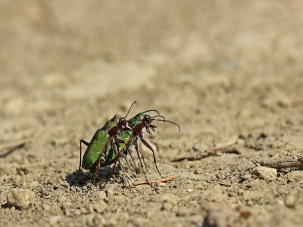 Produktbild: CALVENDO Puzzle Feldsandl&auml;ufer (Cicindela campestris) bei der Paarung | 1000 Teile Lege-Gr&ouml;&szlig;e 64x48cm Foto-Puzzle f&uuml;r gl&uuml;ckliche Stunden
