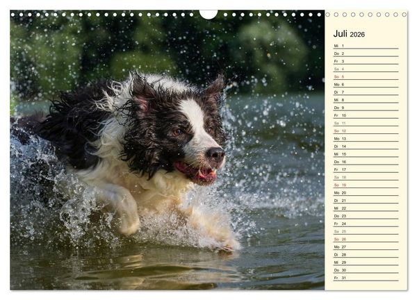 Produktbild: Border Collie 2026 (Wandkalender 2026 DIN A3 quer), CALVENDO Monatskalender