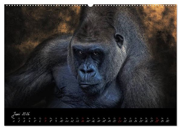 Produktbild: Gorilla (Wandkalender 2026 DIN A2 quer), CALVENDO Monatskalender