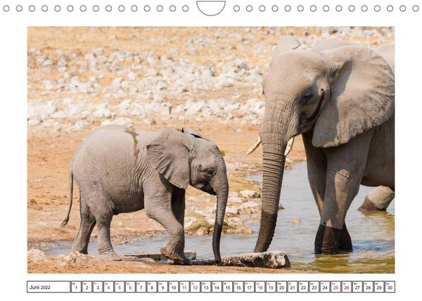 Produktbild: Wildlife - Tiere in Namibia (Wandkalender 2022 DIN A4 quer)