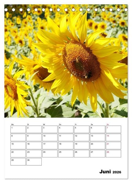 Produktbild: Leuchtende Sonnenblumen (Tischkalender 2026 DIN A5 hoch), CALVENDO Monatskalender