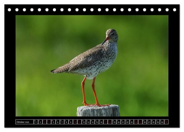 Produktbild: Niederrheinische Vogelwelt (Tischkalender 2026 DIN A5 quer), CALVENDO Monatskalender