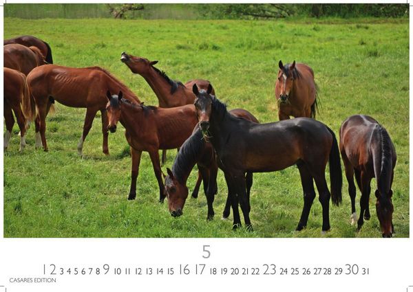 Produktbild: Pferde Kalender 2027 &ndash; Wandkalender | Fotokalender Tierkalender 35x50cm mit 12 wundersch&ouml;nen Fotos dieser edlen Tiere