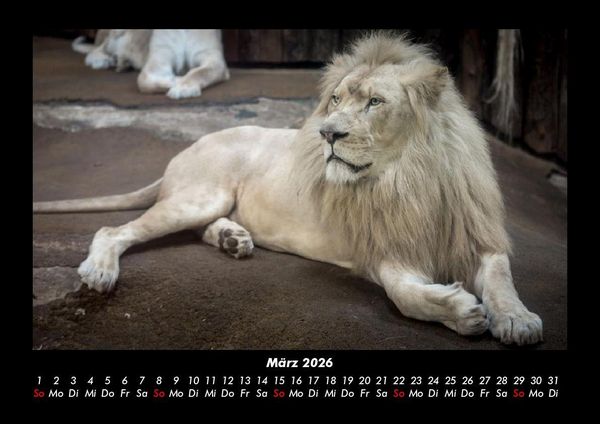 Produktbild: L&ouml;wen in der Wildnis 2026 Fotokalender DIN A3
