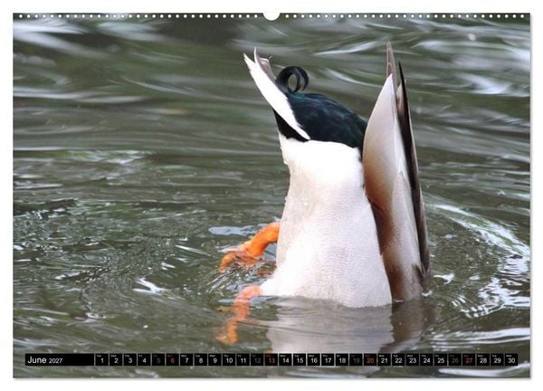Produktbild: Lovely Water Birds (High Quality Premium Wall Calendar 2027 DIN A2 landscape),CALVENDO 12 Month Wall Calendar