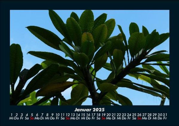 Produktbild: B&auml;ume 2025 Fotokalender DIN A5