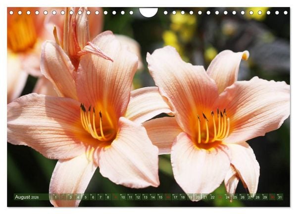 Produktbild: Taglilien im Garten (Wandkalender 2026 DIN A4 quer), CALVENDO Monatskalender
