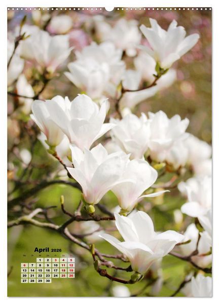 Produktbild: Magnolien Ein Fr&uuml;hlingstraum (hochwertiger Premium Wandkalender 2026 DIN A2 hoch), Kunstdruck in Hochglanz