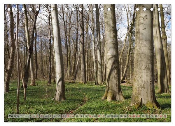 Produktbild: Der Hainich in Th&uuml;ringen - Weltnaturerbe (Tischkalender 2026 DIN A5 quer), CALVENDO Monatskalender