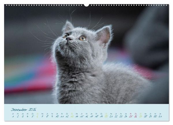 Produktbild: Ein kleiner Kater entdeckt die Welt! (Wandkalender 2026 DIN A2 quer), CALVENDO Monatskalender