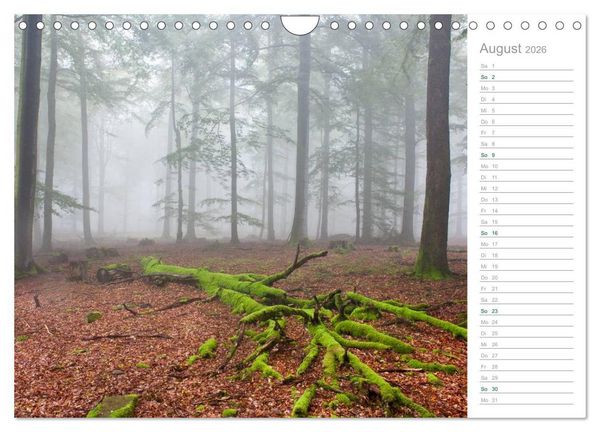 Produktbild: Im Deutschen Wald 2026 - ein Notizkalender (Wandkalender 2026 DIN A4 quer), CALVENDO Monatskalender