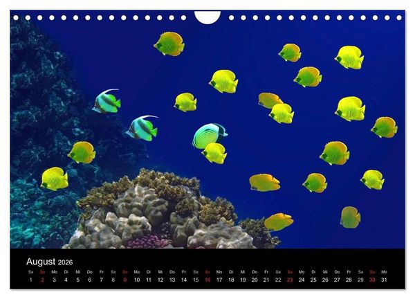 Produktbild: Tr&auml;ume unter Wasser (Wandkalender 2026 DIN A4 quer), CALVENDO Monatskalender