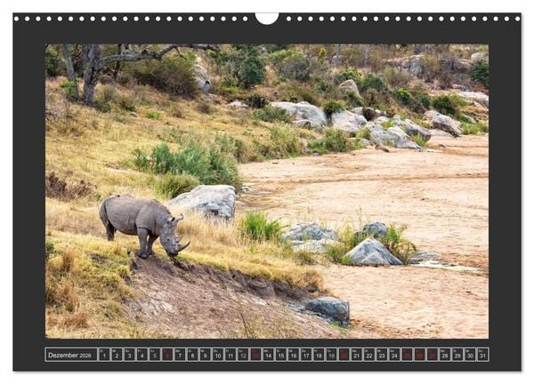 Produktbild: Das Wei&szlig;e Nashorn (Wandkalender 2026 DIN A3 quer), CALVENDO Monatskalender