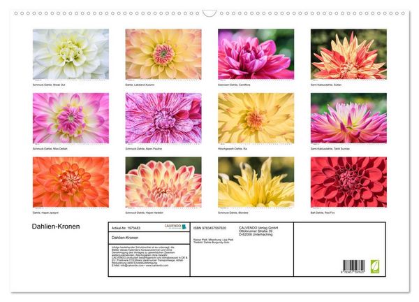 Produktbild: Dahlien-Kronen (Wandkalender 2026 DIN A2 quer), CALVENDO Monatskalender