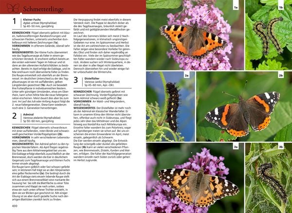 Produktbild: Der KOSMOS Insektenf&uuml;hrer