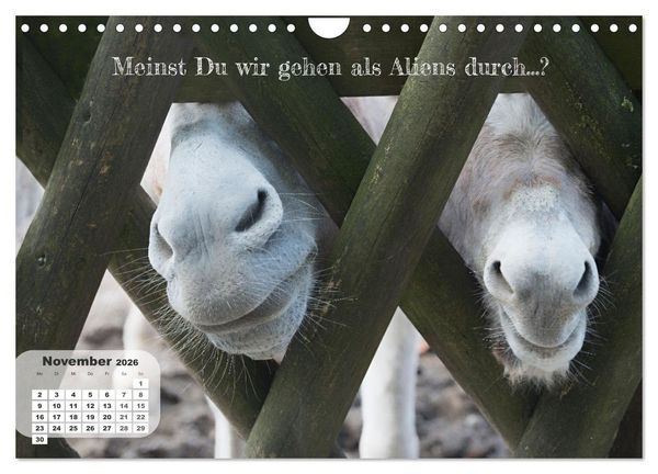Produktbild: Tierisch und Heiter - Das Leben geht weiter 2026 (Wandkalender 2026 DIN A4 quer), CALVENDO Monatskalender