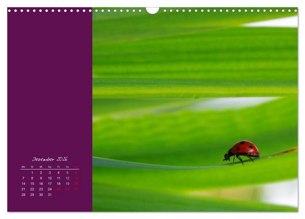 Produktbild: Momente des Gl&uuml;cks (Wandkalender 2026 DIN A3 quer), CALVENDO Monatskalender