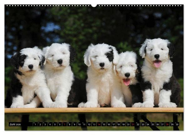 Produktbild: Traumhund Bobtail (Wandkalender 2026 DIN A2 quer), CALVENDO Monatskalender