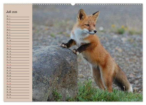 Produktbild: Der Fuchs. Bezaubernder Geselle (hochwertiger Premium Wandkalender 2026 DIN A2 quer), Kunstdruck in Hochglanz