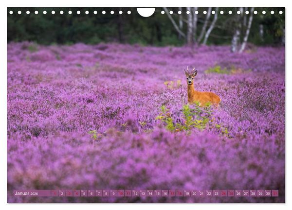 Produktbild: Romantische Heidebl&uuml;te (Wandkalender 2026 DIN A4 quer), CALVENDO Monatskalender