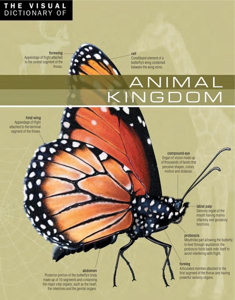Produktbild: Visual Dictionary of Animal Kingdom