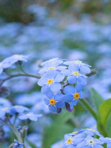 Produktbild: CALVENDO Puzzle Vergissmeinnicht (Myosotis) | 1000 Teile Lege-Gr&ouml;&szlig;e 64x48cm Foto-Puzzle f&uuml;r gl&uuml;ckliche Stunden