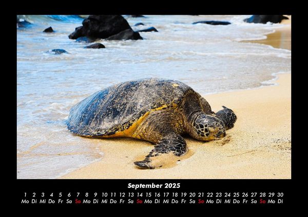 Produktbild: Schildkr&ouml;tenzauber 2025 Fotokalender DIN A3
