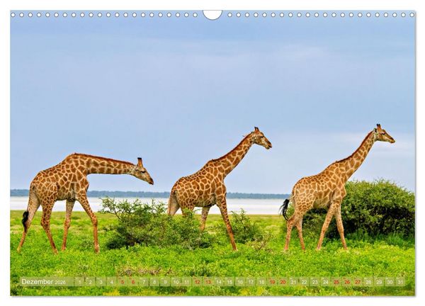 Produktbild: Namibias faszinierende Tierwelt (Wandkalender 2026 DIN A3 quer), CALVENDO Monatskalender